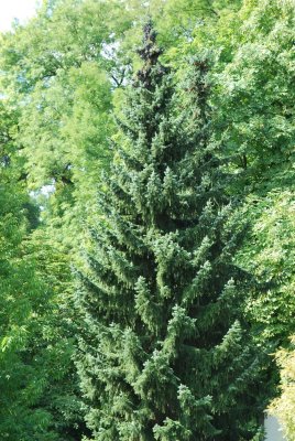 Picea omorika - smrk omorika - habitus - léto (97)